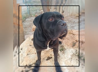 Katzenverträgliche + unkomplizierte Cane Corso Hündin MARTA wartet in Friesenhagen auf DICH!