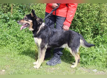 Nana, Mix Schäferhund / Collie, lieb und sozial