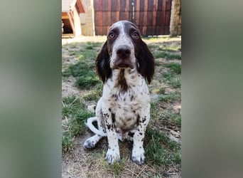 English setter Rüde