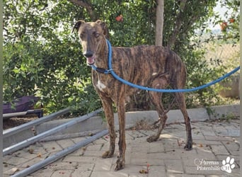 Elonia - auch für Galgoanfänger geeignet