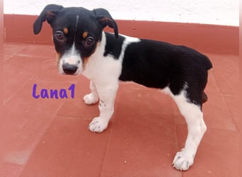 Lana1 geb. 03/2025 (ESP) - verspielte, kleine Bodeguero-Mix Welpin!