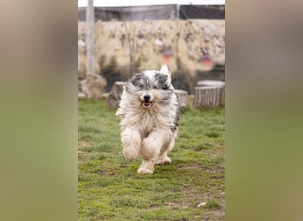 Freundliche Bella sucht ihr Zuhause