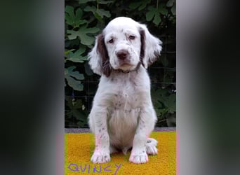 English setter Welpen (3 Rüden, 2 Hündinnen)