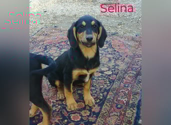 Selina2 geb. 09/2024 (in Deutschland) - aufgeschlossene und kluge Junghündin!