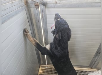 Liberotto: süßer Fratz sucht dringend Kuschelplatz
