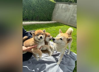 Shiba inu Welpen mit Papieren, Transport möglich!
