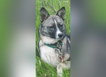 Mila- eine kleine, liebe Hündin sucht ihr Für - immer - Zuhause.