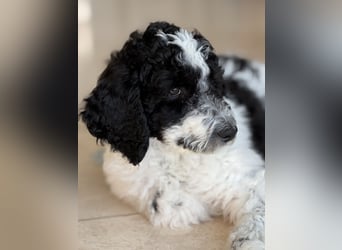 Bezaubernde Königspudel Welpen, Großpudel, Harlekin, Pudel, Videos