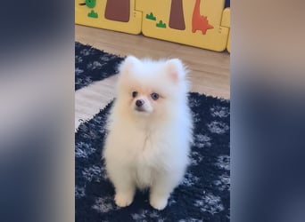 Zwergspitz Pomeranian Welpen Bärchengesichter mit Ahnentafel