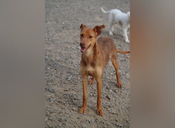 CARLA-alle lieben diese Kuschelmaus - wo ist ihre liebevolle Familie?