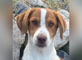 Balto: „Ab über die Alpen und für immer nach Hause.“