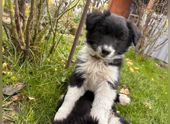 Border Collie Welpen