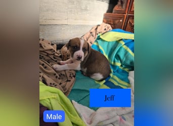 Jeff, Rüde, aktuell 5 Monate