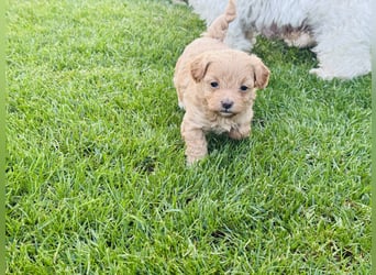 Wunderschöne Maltipoo Welpen!!! (Malteser/Zwergpudel)