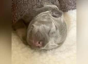 Süsse Französische Bulldoggenbabies sind da!