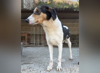 Dino ❤️ aufgeweckter, lieber Traumhund