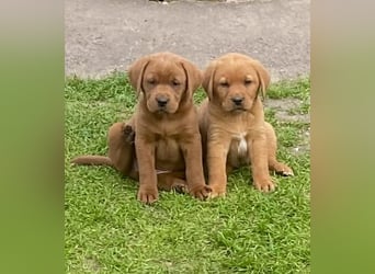 Typvolle Labrador Welpen in Foxred/Dark Foxred aus einer Top Verpaarung