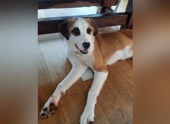 ⭐️MADGE⭐️, Hündin, 9 Monate, 55 cm, Mischling, Tierschutz