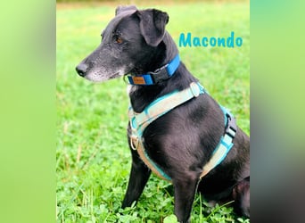 Macondo 04/2020 (in Deutschland) - treuer und liebevoller Labrador-Mix!
