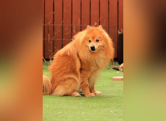 Balu SR – Schatz sucht Ruhe
