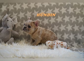 Bezaubernde  & Freiatmende Französische Bulldogge Babys auf Familiensuche