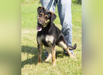 Eszti wurde ins Tierheim zurückgebracht, weil ihre Halter sie nicht auslasten konnten !