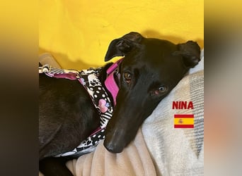 Nina,geb.03/23,schüchternes Galgo-Mädchen sucht ihre Familie