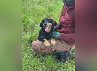 Denver, 11 Monate, 32cm sucht seine Chance