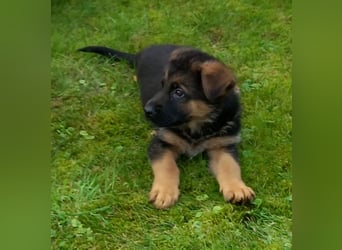 Schäferhund-Welpen 1 Rüde, 8 Hündinnen zu verkaufen