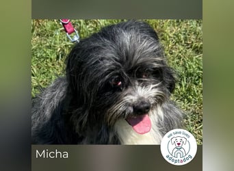 Micha: Hundekind sucht ein Zuhause