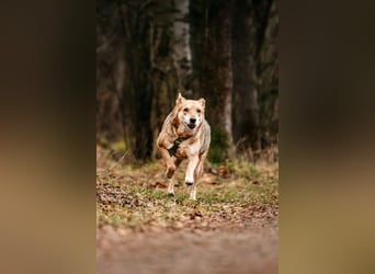 Adele – sanft, stark & voller Liebe