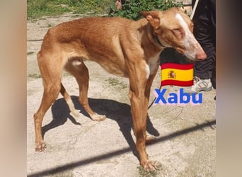 Xabu,geb.08/23,hübscher Podenco Bub sucht seine Familie