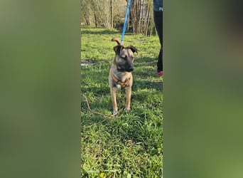 Welpendame BEAUTY, in 71665 Vaihingen auf Pflegestelle, sucht eine Familie!