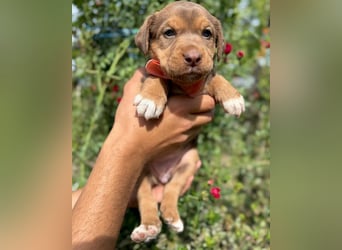 Kuma - welpentypisch aktive, verspielte Husky-Mix Hündin / z.Zt. noch in Rumänien