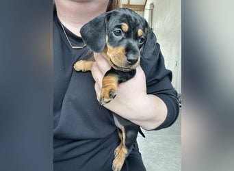 Dackel Welpen Black Tan