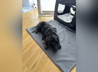 Aussiedoodle Welpe Bella * weiblich * 13 Wochen * gechipt, geimpft, entwurmt