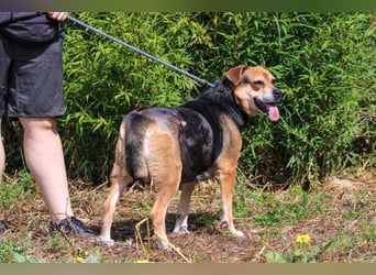 Malika, Schäferhund-Mix, lieb und sozial