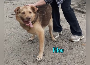 Filou geb. 04/2022 - lebensfroher, unglaublich netter Hund sucht Menschen mit Herz!