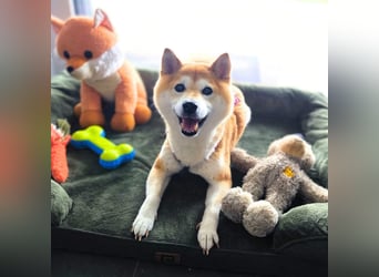 Ella - die Shiba Inu-Omi