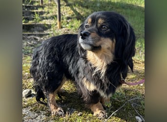 Jopi eine kleine Lady