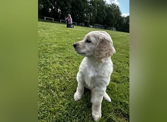 Labradoodle