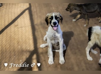 Felix und Freddie suchen absofort ein Zuhause