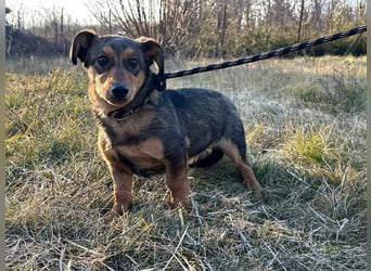 Elvis, 05.11.2024 geboren sucht seine Menschen