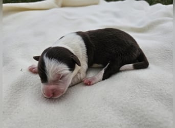 Border Collie Welpen