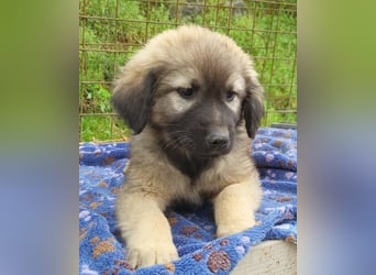 Romeo ❤️ verspielter, verträglicher Bub!