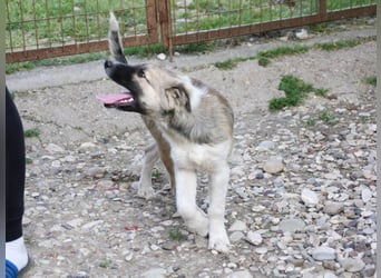 Gut gelaunter FRITZI sucht liebevolles Zuhause