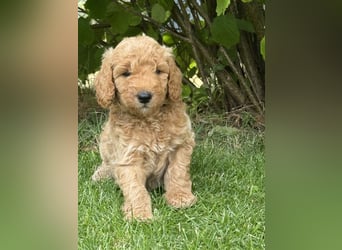 Aussiedoodle / Aussiepoo  F1b