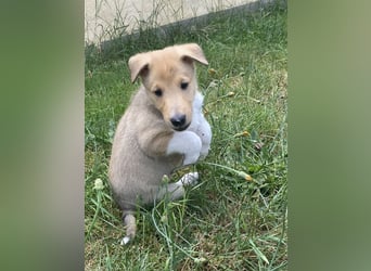 Lang- und Kurzhaar- Collie- Welpen