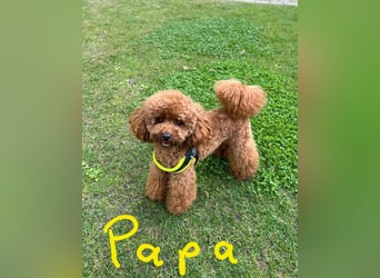 Maltipoo Welpen Rüde