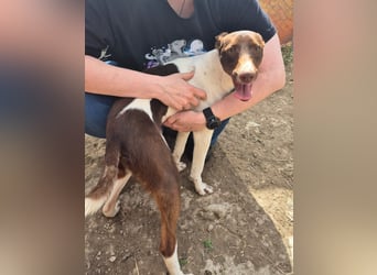 Cookie, Katzenverträglichkeit und lieb